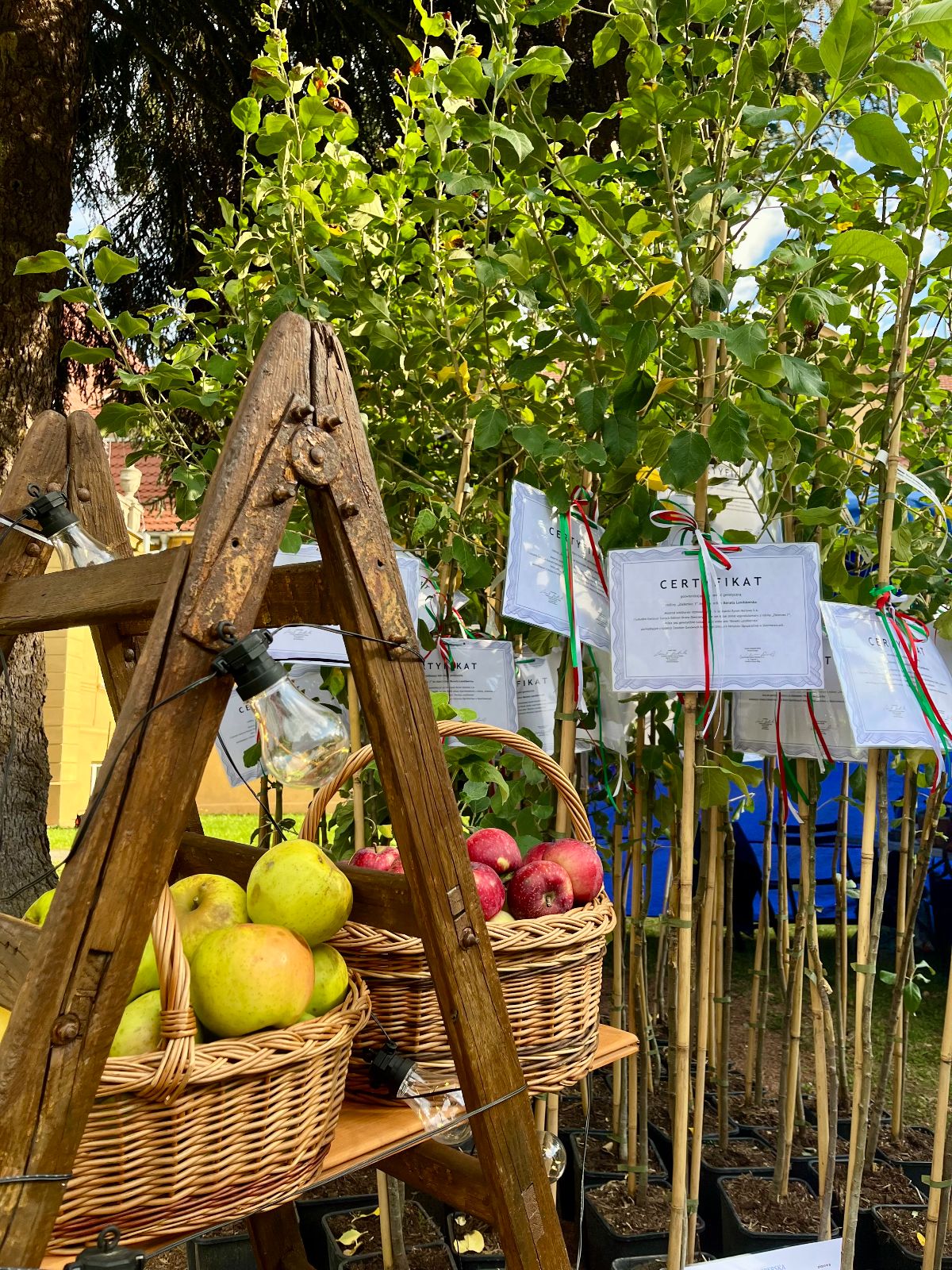 Galeria zdjęć: Glisno jesień 2025